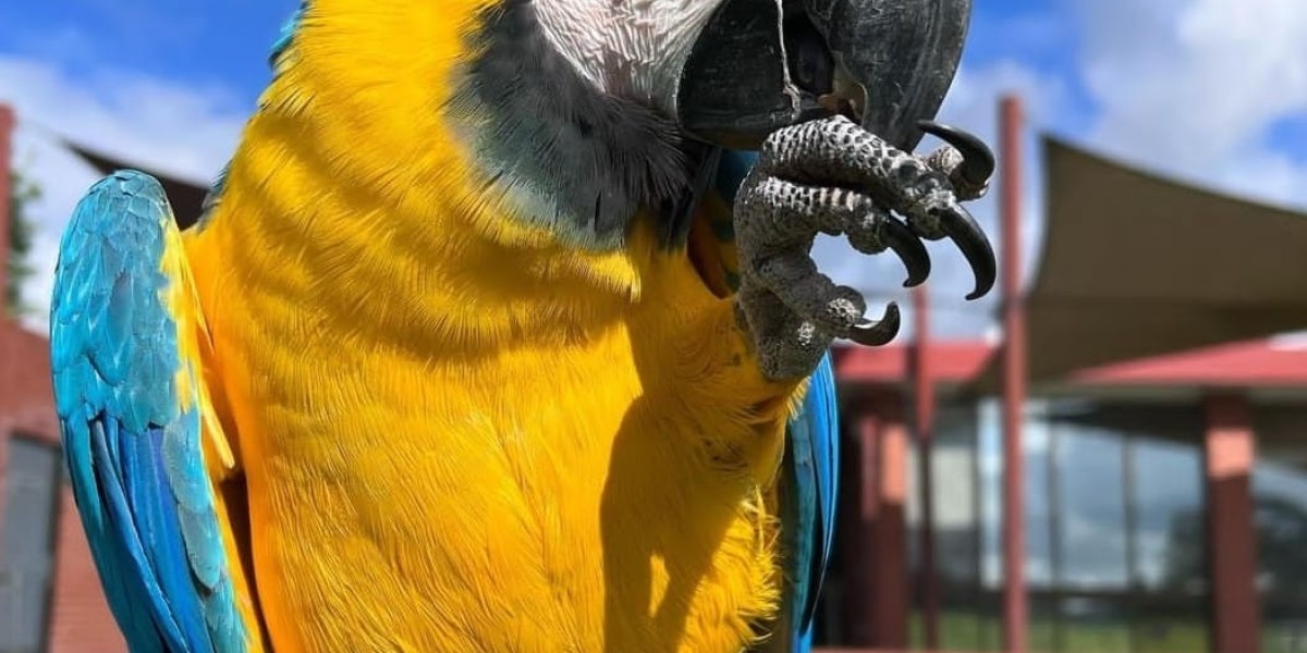 You'll Never Guess This Sinatra Macaw For Sale Near Me's Secrets